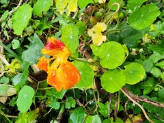 Tropaeolum majus