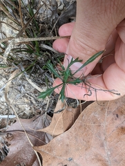 Giliastrum rigidulum