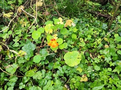 Tropaeolum majus