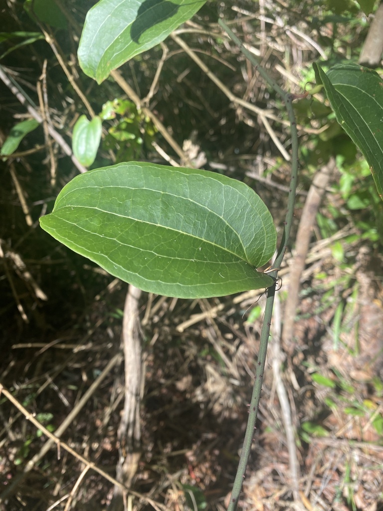 Austral Sarsaparilla from Yuelarbah Tk, Kahibah, NSW, AU on February 25 ...