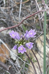 Dipterostemon capitatus pauciflorus
