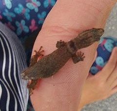 Sphaerodactylus glaucus