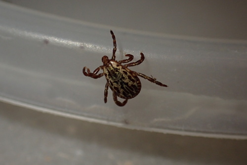 American dog tick