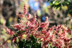 Triplaris americana