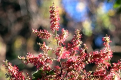 Triplaris americana