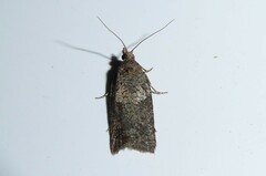 Harmologa