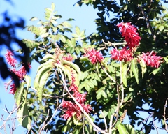 Triplaris americana