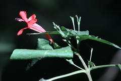 Ruellia brevifolia