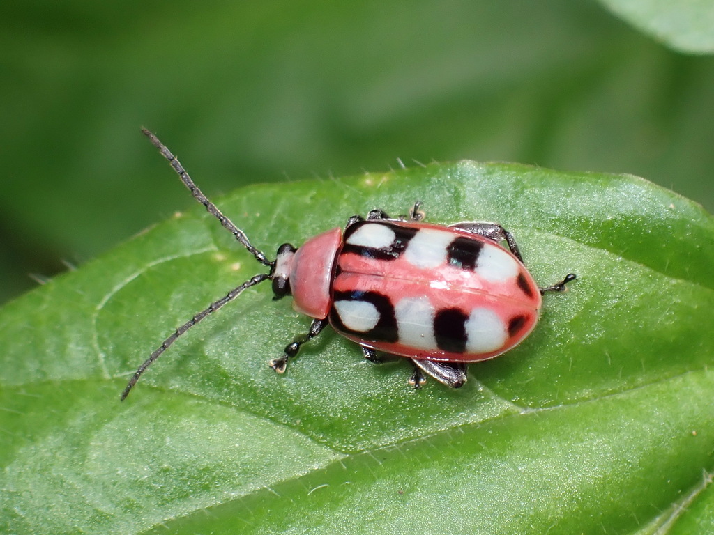 Omophoita from Cartago Province, Turrialba, Costa Rica on February 25