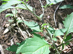 Solanum opacum