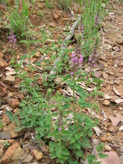 Teucrium argutum