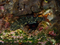 Bathygobius lineatus