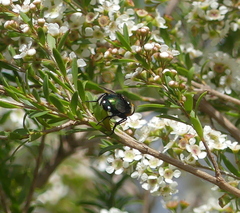 Amenia chrysame