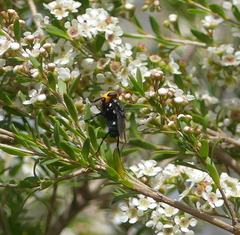 Amenia chrysame