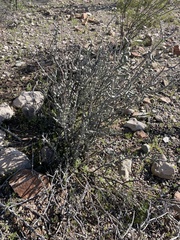 Cylindropuntia leptocaulis