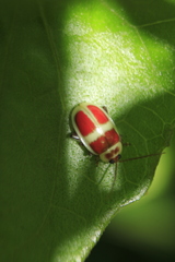 Asphaera discicollis