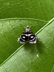 Brenthia hexaselena