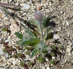 Platystemon californicus