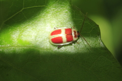 Asphaera discicollis