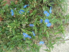 Tradescantieae
