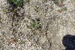 Platystemon californicus