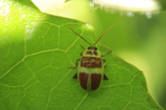 Asphaera discicollis