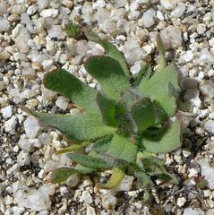 Platystemon californicus