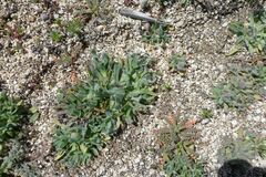 Platystemon californicus