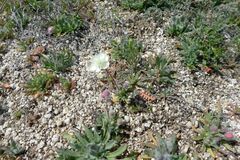 Platystemon californicus