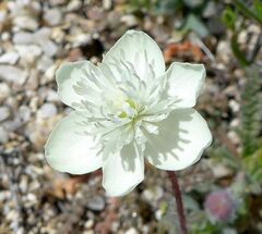 Platystemon californicus