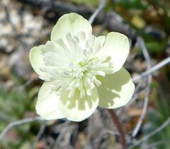 Platystemon californicus