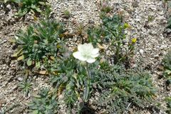 Platystemon californicus