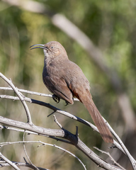 Toxostoma crissale