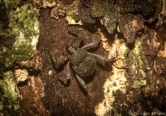 Onidistus araneus