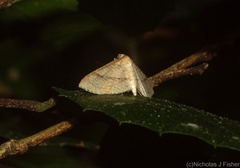 Addaea subtessellata