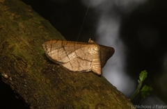 Hypolamprus ypsilon