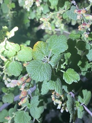 Ribes indecorum