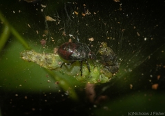 Montrouzierellus