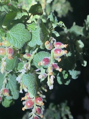 Ribes indecorum