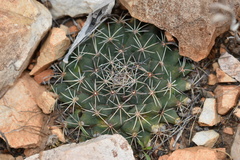Mammillaria meiacantha