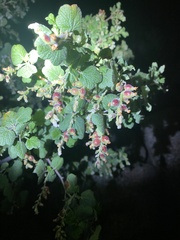 Ribes indecorum
