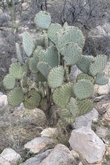 Opuntia rufida