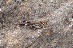 Rhammatocerus pictus