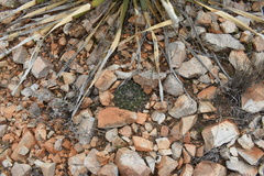 Mammillaria meiacantha