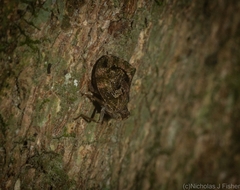 Cotylana angustifrons