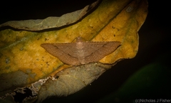 Addaea subtessellata