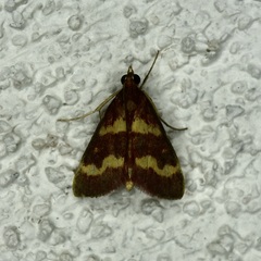 Pyrausta tyralis