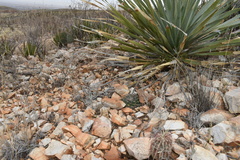 Mammillaria meiacantha
