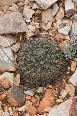 Mammillaria meiacantha