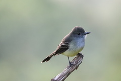 Myiarchus cephalotes